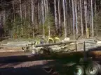 Logging Insurance