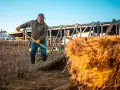 Featured Image for 6 Cattle Insurance Coverages You May Think You Have — But Don’t