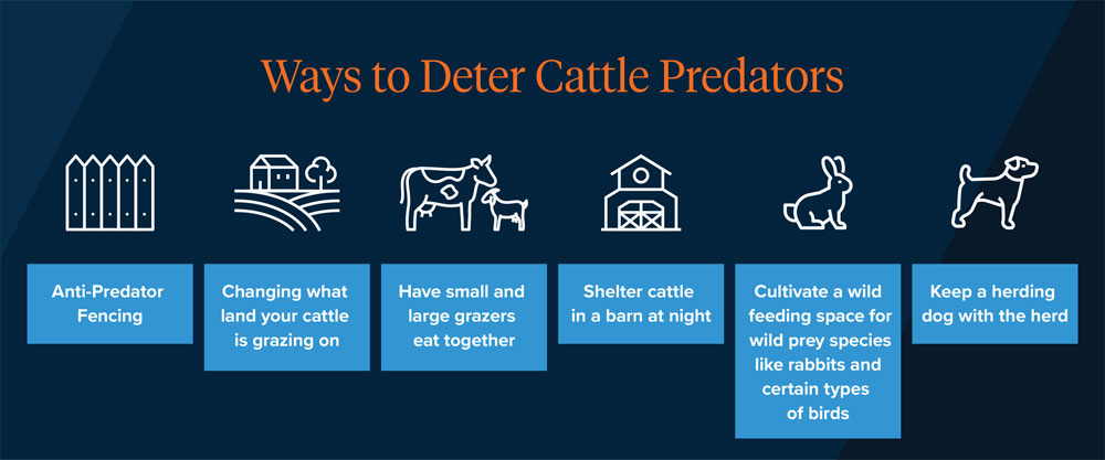 montana cattle insurance risks