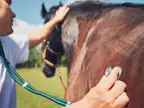 Equine Mortality & Major Medical Insurance