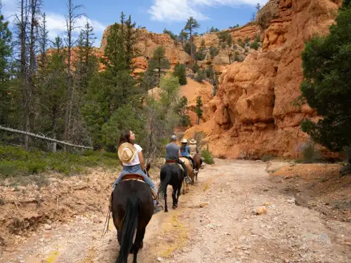 Understanding the Medical Expense Limit Exclusion in Liability Policies