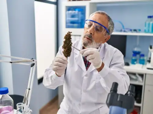 Cannabis Business Insurance