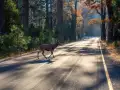 Featured Image for How To Prevent Deer-Car Accidents